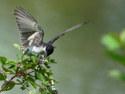 Kingbird on a white berries shrub