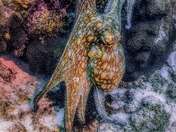 Chameleon of the Sea 