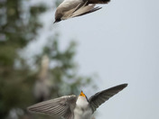 Tree Swallows in Aerial Ballet