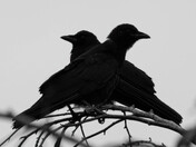 Silhouetted Crows in Symmetry