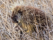 Porcupine