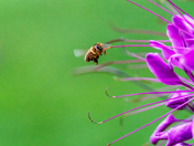 Nature's Finer Beauty