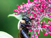 Nature's Tiny Wonder