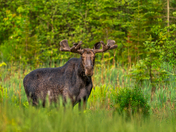 Bull Moose on a Summer Morning