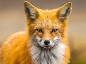Fox Focus: Up Close & Personal!