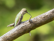 Hummingbird Looking in a Mirror?