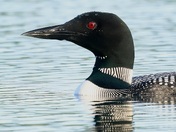 That red eye really pops