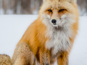 Grand Teton National Park