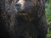 The Grizzly Stare