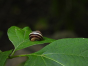 Insects and a snail