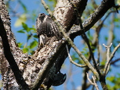 Camouflage mode - the sapsucker