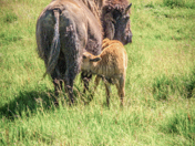 Nursing Bison Calf 