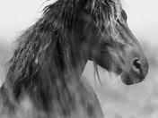Sable Island Stallion 