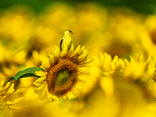 American Goldfinch perched on a Sunflower.