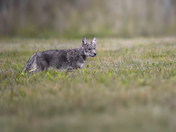 Coyote in a field