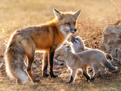 Fox Family
