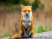 Fox Portrait