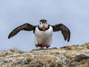 Puffin Power