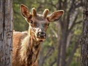 Grand Canyon National Park
