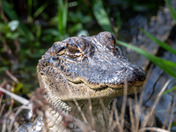 Anahuac National Wildlife Refuge