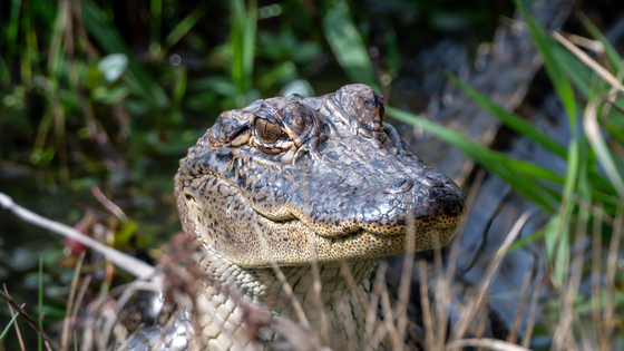 Anahuac National Wildlife Refuge
