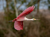 Anahuac National Wildlife Refuge