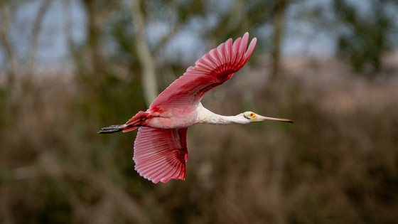 Anahuac National Wildlife Refuge
