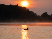 Loon at Sunrise