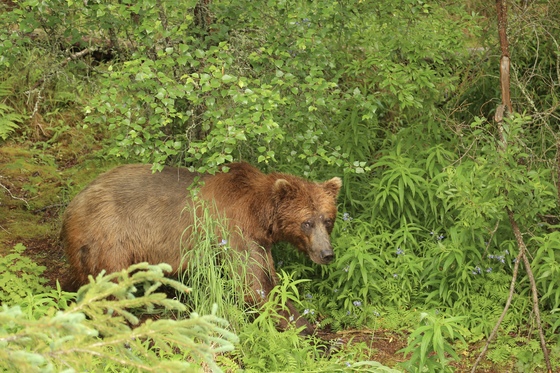 Katmai National Park and Preserve