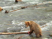 Katmai National Park and Preserve