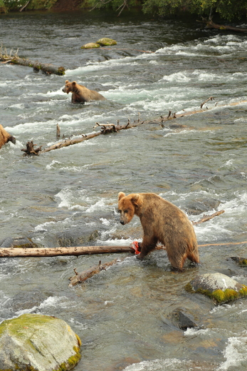 Katmai National Park and Preserve