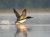 Common Loon