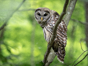 Juvenile Barred Owl 