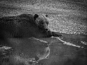 The bear necessities