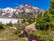Deschutes National Forest