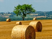 Near Alliston, ON. July 28, 2025