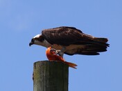 Catch of the Day from Mr./Mrs. Osprey