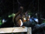 Red Squirrel