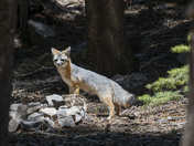 Lincoln National Forest