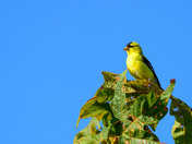 Sittin' in the Mornin' Sun...