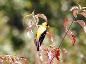 American Goldfinch