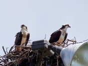 Cute Osprey Couple