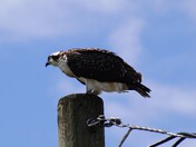 Osprey