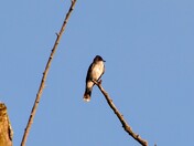Eastern Kingbird