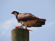 Osprey with lunch