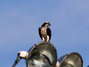 Osprey in the spotlight