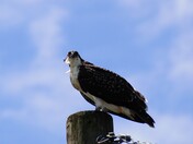 Osprey stare down