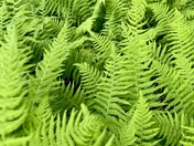 Acadia National Park