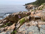 Acadia National Park