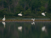 Great Egrets